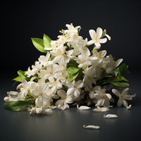 FLORAL DESSERT - N°787 – Kopfnote